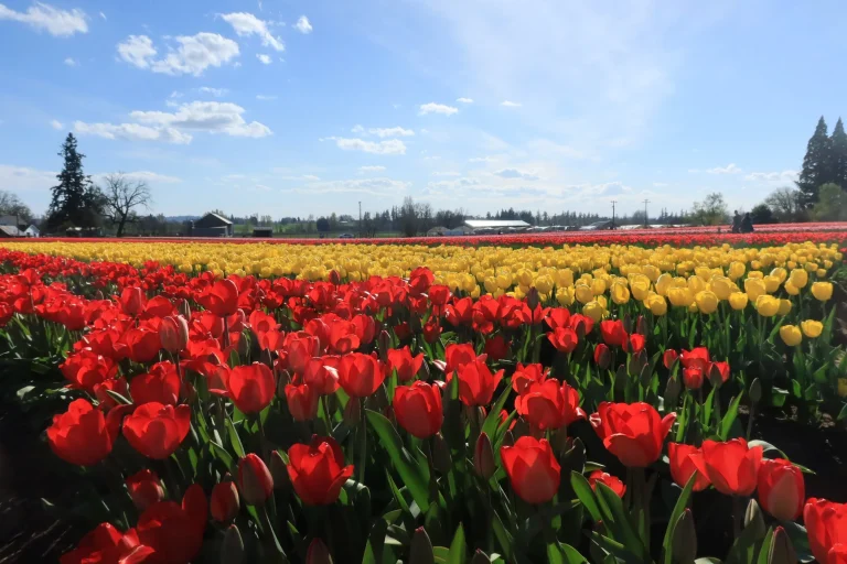 Rows of red and yellow tulips blooming in a spring field